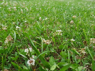 green grass in the garden