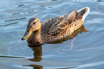 kaczka © Henryk Olszewski