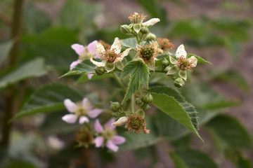 Photo branches of blackberry flowers.