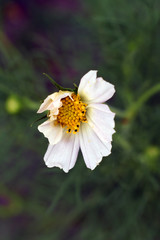 Obraz premium Macro photo of white cosme flower.