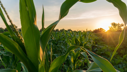 corn and sun close up
