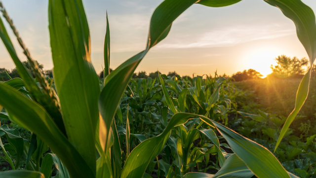 Corn And Sun Close Up