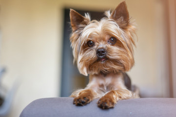 Yorkshire terrier dog on the bed