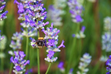 bumblebee with nectar on lavender flowers