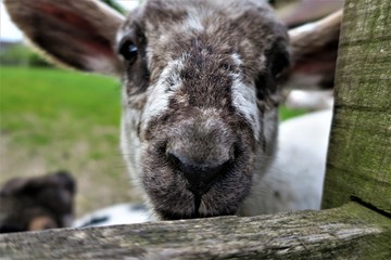 Naklejka premium A lamb grazing in an English farm yard