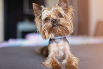 Yorkshire terrier dog on the bed