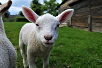 Naklejka na ściany i meble A lamb grazing in an English farm yard