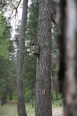 birdhouse on a tree in the park