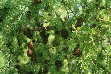 Pine cones and needles on a sunny day