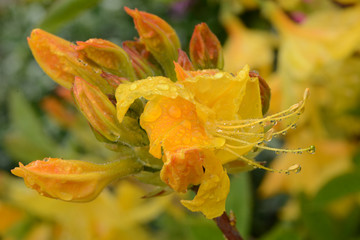 Blumen 1050