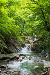 Obraz premium 新緑の西沢渓谷