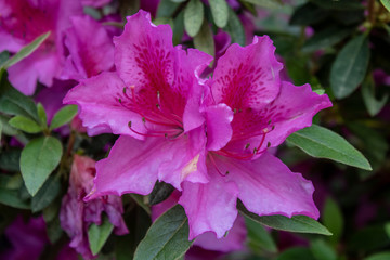 Indian azalea flower shoot. Purple. Taken in the woods.