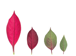 Green and red leaves isolated on white background.