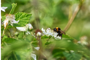 BumbleBee Bombus feeding on a white flower