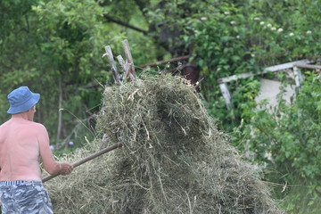 Farmer stacking hay with fork traditional in the village on field