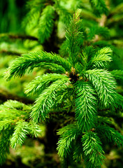 Young Spruce Shoots