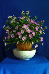 Aster amellus flower and fruit - Picture