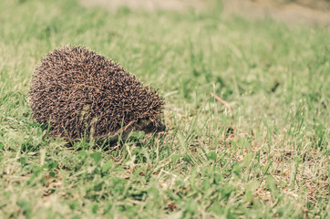 Cute hedgehog runs in the grass