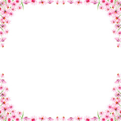 watercolor drawing of flowers - pink and purple Echinacea, frame