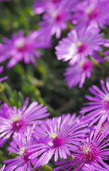 Obraz premium flowers in the garden