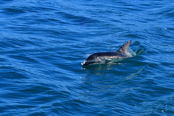 Fototapeta premium ドルフィンウォッチング