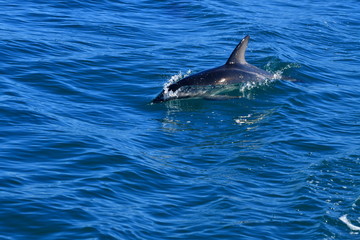 Obraz premium ドルフィンウォッチング