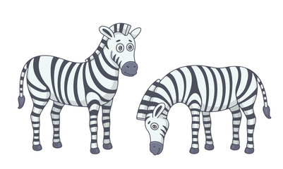 Set of Zebras. isolated on white background