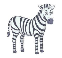Zebra. isolated on white background
