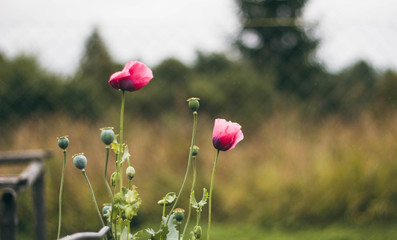 Obraz premium Red-pink poppy flowers with green stem on the background of the fence in the village. Poppies in autumn. Beautiful flowers
