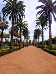 Fototapeta na wymiar Awesome park in Casablanca city located in Morocco. Full of palm, sand and hot weather. 