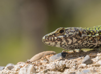 tyrrhenian wall lizard, Podarcis tiliguerta, having a sun bath in a garden in italy. close-up on the beautiful animal and its face and eye.
