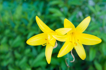 Obraz premium large yellow flowers grow in summer against the background of green grass