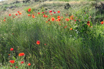 Champ de céréales vertes  avec coquelicots rouges