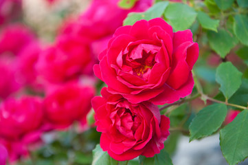 red roses grow on a background of green leaves in summer