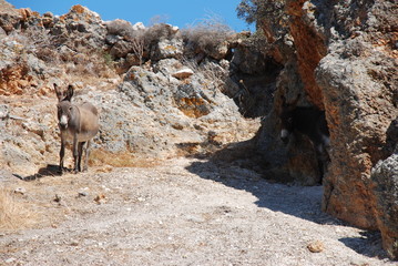 Kimolos Island, Cyclades islands / Greece 2018: A donkey at the beautiful island of Kimolos