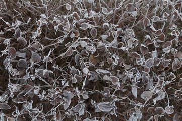 Frosted bush
