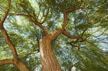 Crown of the tree.
