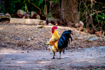 Portrait of bantam red cock animals wildlife in Thailand