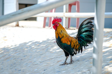 Portrait of bantam red cock animals wildlife in Thailand