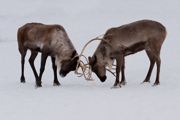 Two reindeers playing, fighting on snow.