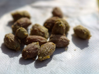 Olive pits or olive stones as the result of an eaten up appetizer in a restaurant. delicious olives were a starter of a meal in italy.