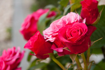 Delicate pink and red roses grow against the background of green leaves. Garden. Summer