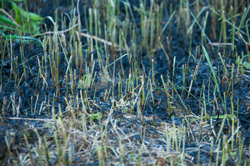Cut grass burnt. Small sprouts grow from the ashes.