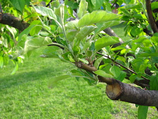 Live cuttings at grafting apple tree in cleft with growing leaves and young twigs.