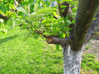 Live cuttings at grafting apple tree in cleft with growing leaves and label with the name of apple cultivar.