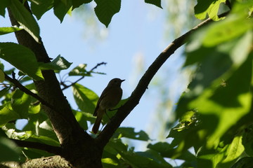 Ptak na drzewie ,pleszka ,pleszka na drzewie