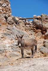 Kimolos Island, Cyclades islands / Greece 2018: A donkey at the beautiful island of Kimolos