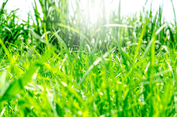 Green grass field on blur green background