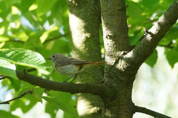 Pleszka ,ptak na drzewie
