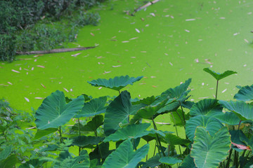 water lily in the pond